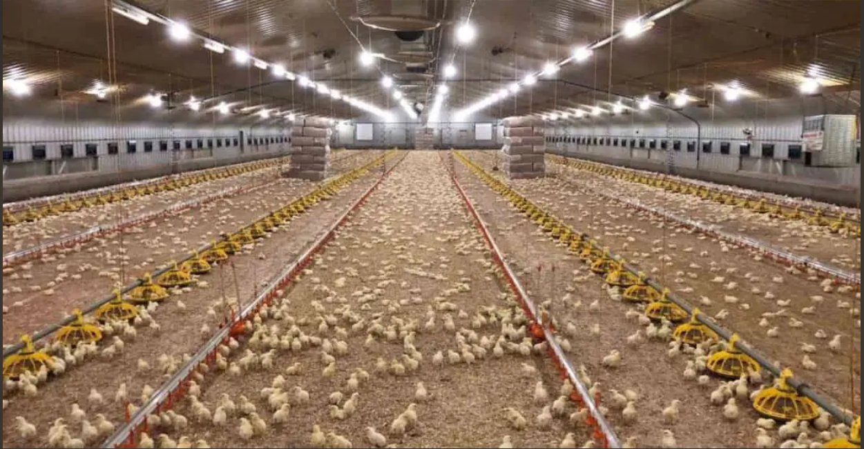 Poultry Lighting
